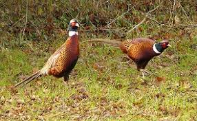 Pheasants Hunt